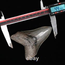 Gorgeous pyritized 4.47 Serrated Megalodon Fossil Tooth, Gray and Black