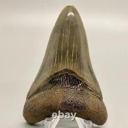 Gorgeous shape, killer serrations 3.23 Fossil MEGALODON Shark Tooth USA