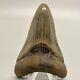 Gorgeous Shape, Killer Serrations 3.23 Fossil Megalodon Shark Tooth Usa