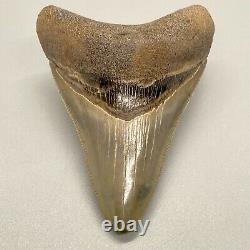 Gorgeous shape, killer serrations 3.23 Fossil MEGALODON Shark Tooth USA