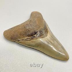 Gorgeous shape, killer serrations 3.23 Fossil MEGALODON Shark Tooth USA