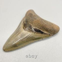 Gorgeous shape, killer serrations 3.23 Fossil MEGALODON Shark Tooth USA