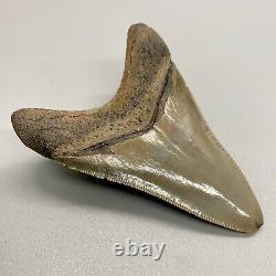 Gorgeous shape, killer serrations 3.23 Fossil MEGALODON Shark Tooth USA