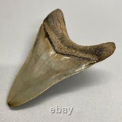 Gorgeous shape, killer serrations 3.23 Fossil MEGALODON Shark Tooth USA