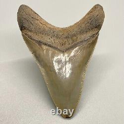 Gorgeous shape, killer serrations 3.23 Fossil MEGALODON Shark Tooth USA