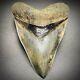 Gorgeous, Sharply Serrated 5.29 Fossil Indonesian Megalodon Shark Tooth