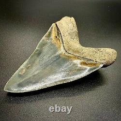 Gorgeous, sharply Serrated 5.29 Fossil INDONESIAN MEGALODON Shark Tooth