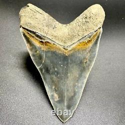 Gorgeous, sharply Serrated 5.29 Fossil INDONESIAN MEGALODON Shark Tooth