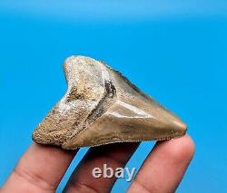 Gorgeously Patterned 2.5 Megalodon Shark Tooth Bone Valley Gem