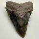 Gray Colors Nice Complete 4.15 Fossil Megalodon Shark Tooth Usa