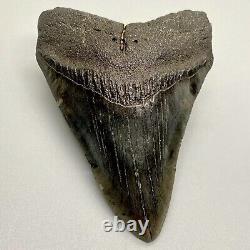 Gray Colors Nice Complete 4.15 Fossil MEGALODON Shark Tooth USA