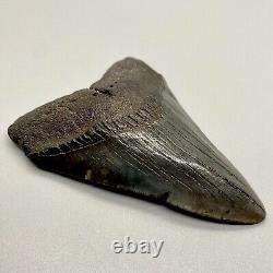 Gray Colors Nice Complete 4.15 Fossil MEGALODON Shark Tooth USA