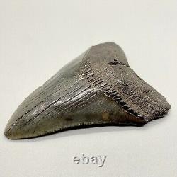 Gray Colors Nice Complete 4.15 Fossil MEGALODON Shark Tooth USA