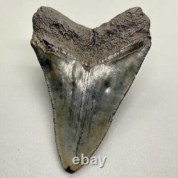 Gray Colors Nice Complete 4.15 Fossil MEGALODON Shark Tooth USA