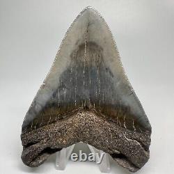 Great Shape Decently Serrated 4.16 Fossil MEGALODON Shark Tooth USA