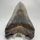 Great Shape Decently Serrated 4.16 Fossil Megalodon Shark Tooth Usa