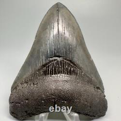 Great Shape Decently Serrated 4.16 Fossil MEGALODON Shark Tooth USA