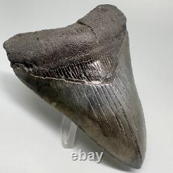Great Shape Decently Serrated 4.16 Fossil MEGALODON Shark Tooth USA