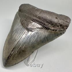 Great Shape Decently Serrated 4.16 Fossil MEGALODON Shark Tooth USA