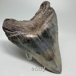 Great Shape Decently Serrated 4.16 Fossil MEGALODON Shark Tooth USA