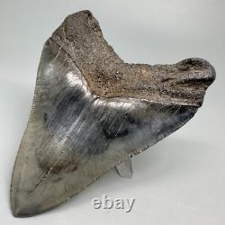 Great Shape Decently Serrated 4.16 Fossil MEGALODON Shark Tooth USA