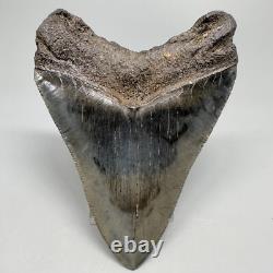 Great Shape Decently Serrated 4.16 Fossil MEGALODON Shark Tooth USA