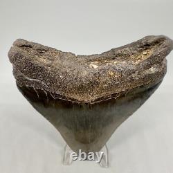 Great Shape Decently Serrated 4.16 Fossil MEGALODON Shark Tooth USA