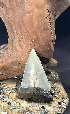 Great White Fossil Giant Shark Teeth All Natural Large 2.82 Dinosaur Tooth OBO