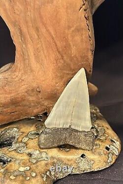 Great White Fossil Giant Shark Teeth All Natural Large 2.82 Dinosaur Tooth OBO