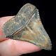 Great White Shark Tooth 1.48 Megalodon Teeth Era Real Fossil Unrestored