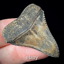 Great White Shark Tooth 1.48 Megalodon Teeth Era Real Fossil unrestored