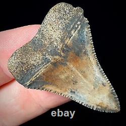 Great White Shark Tooth 1.48 Megalodon Teeth Era Real Fossil unrestored