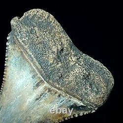 Great White Shark Tooth 1.48 Megalodon Teeth Era Real Fossil unrestored