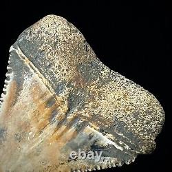 Great White Shark Tooth 1.48 Megalodon Teeth Era Real Fossil unrestored