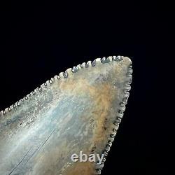 Great White Shark Tooth 1.48 Megalodon Teeth Era Real Fossil unrestored