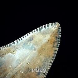Great White Shark Tooth 1.48 Megalodon Teeth Era Real Fossil unrestored