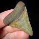 Great White Shark Tooth 1.72 Megalodon Teeth Era Real Fossil Unrestored