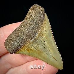 Great White Shark Tooth 1.72 Megalodon Teeth Era Real Fossil unrestored