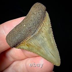 Great White Shark Tooth 1.72 Megalodon Teeth Era Real Fossil unrestored