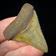Great White Shark Tooth 1.72 Megalodon Teeth Era Real Fossil Unrestored