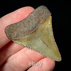 Great White Shark Tooth 1.72 Megalodon Teeth Era Real Fossil unrestored
