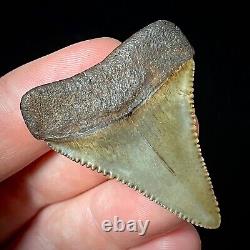 Great White Shark Tooth 1.72 Megalodon Teeth Era Real Fossil unrestored