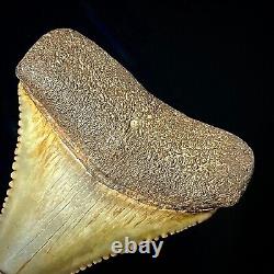 Great White Shark Tooth 1.72 Megalodon Teeth Era Real Fossil unrestored