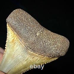 Great White Shark Tooth 1.72 Megalodon Teeth Era Real Fossil unrestored