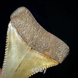 Great White Shark Tooth 1.72 Megalodon Teeth Era Real Fossil unrestored