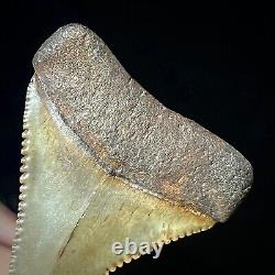 Great White Shark Tooth 1.72 Megalodon Teeth Era Real Fossil unrestored