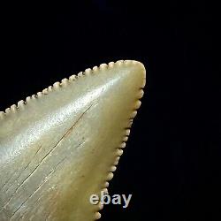 Great White Shark Tooth 1.72 Megalodon Teeth Era Real Fossil unrestored
