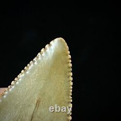 Great White Shark Tooth 1.72 Megalodon Teeth Era Real Fossil unrestored