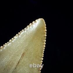 Great White Shark Tooth 1.72 Megalodon Teeth Era Real Fossil unrestored