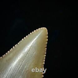 Great White Shark Tooth 1.72 Megalodon Teeth Era Real Fossil unrestored